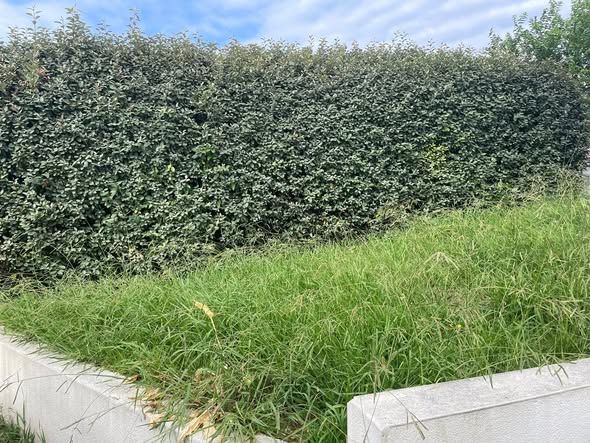 Avant intervention de LES JARDINS D'OIHAN, paysagiste du réseau Factotum à Mouguerre